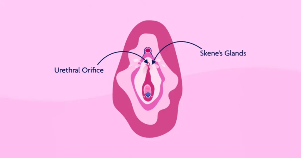 Skenes gland on the vagina help women squirt