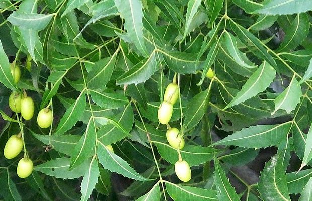 The Role of Neem Oil in Modern Contraception